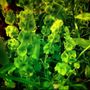 Photo of Billops Gardening