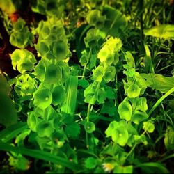 Billops Gardening