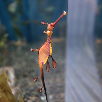 Georgia Aquarium - Aquariums Near Me - Atlanta, Georgia Georgia Aquarium - Aquariums Near Me - Atlanta, Georgia