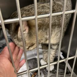 Atlantic County Animal Shelter - This poor baby laying on newspaper