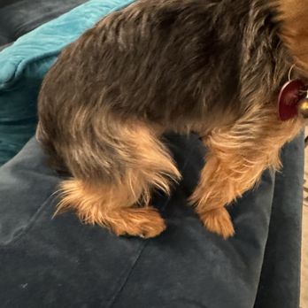 21 Pooch - Pet Groomers Near Me - Los Angeles, California