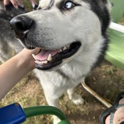 Jamoka Joe's - Random dog!