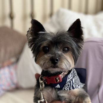 Pride N Joy Grooming - Pet Groomers Near Me - Chula Vista, California Pride N Joy Grooming - Pet Groomers Near Me - Chula Vista, California