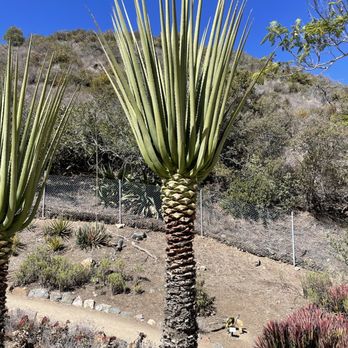 Wrigley Memorial & Botanic Garden - Someone surprised a palm tree - Botanical Gardens Near Me - Avalon, California Wrigley Memorial & Botanic Garden - Someone surprised a palm tree - Botanical Gardens Near Me - Avalon, California