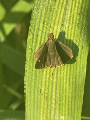 Philippe Park by null