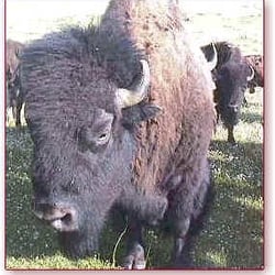 Ho-Chunk Nation Bison Ranch