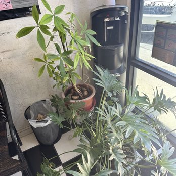 KB Complete Automotive - The shop always smells so nice, has thriving plants, and indoor + outdoor(shaded) seating! - Auto Repair Near Me - Rancho Cucamonga, California KB Complete Automotive - The shop always smells so nice, has thriving plants, and indoor + outdoor(shaded) seating! - Auto Repair Near Me - Rancho Cucamonga, California