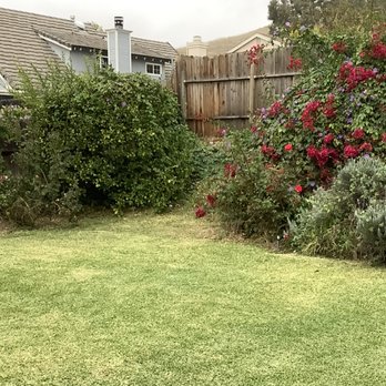 Lagunas Gardening - Before Carlos started. - Gardeners Near Me