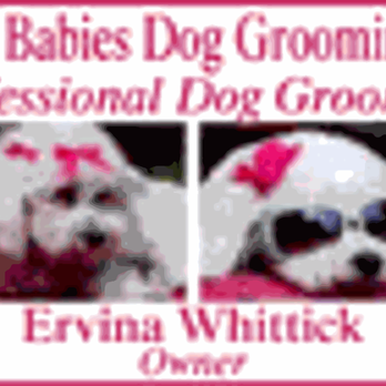 Beanies Babies Dog Grooming - Logo - Pet Groomers Near Me - Cambridge, Ontario Beanies Babies Dog Grooming - Logo - Pet Groomers Near Me - Cambridge, Ontario