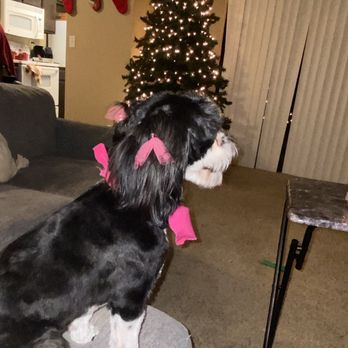 Serenity Pet Grooming - Pet Groomers Near Me - Pomona, California Serenity Pet Grooming - Pet Groomers Near Me - Pomona, California
