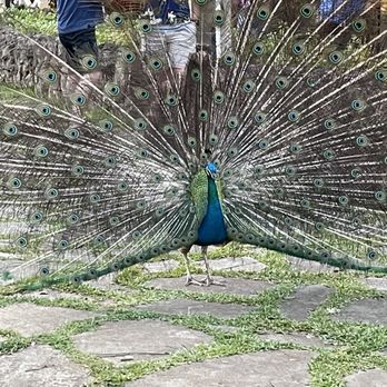 Toa Luau - Beautiful peacock! - Cultural Center Near Me - Haleiwa, Hawaii Toa Luau - Beautiful peacock! - Cultural Center Near Me - Haleiwa, Hawaii