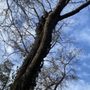 Photo of Step Above Complete Tree Services