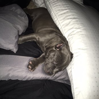 PetSmart - Long day shopping, time for a long nap!!!! - Pet Training Near Me - Scottsdale, Arizona PetSmart - Long day shopping, time for a long nap!!!! - Pet Training Near Me - Scottsdale, Arizona