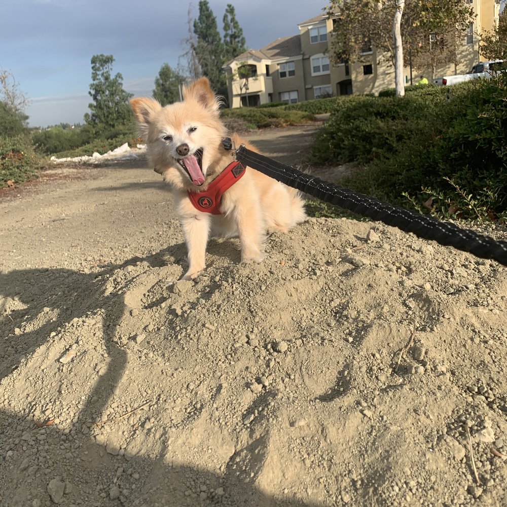 OC Pom Rescue - Queen of the mountain! - Community Service/Non-Profit Near Me - Huntington Beach, California OC Pom Rescue - Queen of the mountain! - Community Service/Non-Profit Near Me - Huntington Beach, California