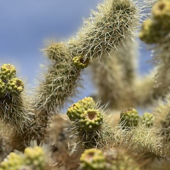 Cholla Cactus Garden - Parks Near Me - Twentynine Palms, California Cholla Cactus Garden - Parks Near Me - Twentynine Palms, California