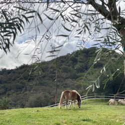 Wylde Horses
