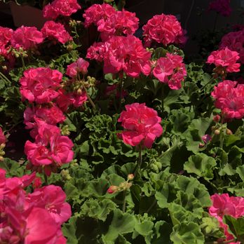 Clovers Garden Center - Nurseries & Gardening Near Me - Willowbrook, Illinois