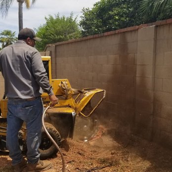 V & A Tree Service - Stump grinding....he went 12 inches below....AWESOME!!! I don't think them roots are coming back!!!! - Tree Services Near Me - Garden Grove, California V & A Tree Service - Stump grinding....he went 12 inches below....AWESOME!!! I don't think them roots are coming back!!!! - Tree Services Near Me - Garden Grove, California