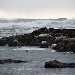 Harbor Seals lounging on the beach below Ocean Haven