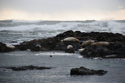 Ocean Haven Yachats by null