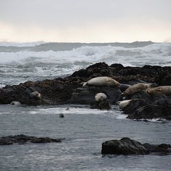 Harbor Seals lounging on the beach below Ocean Haven