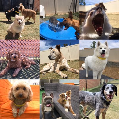 Baxter Veterinary Clinic 36 Photos 22 Reviews Veterinarians 1152 Stonecrest Blvd Tega Cay Sc United States Phone Number