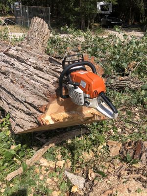 Alive or Dead, Tall or Small We Cut Them ALL! - Tree Removal Experts, Alive or Dead, Small or Tall, we will cut THE ALL!!! Call now to schedule!! Alive or Dead, Tall or Small We Cut Them ALL! - Tree Removal Experts, Alive or Dead, Small or Tall, we will cut THE ALL!!! Call now to schedule!!