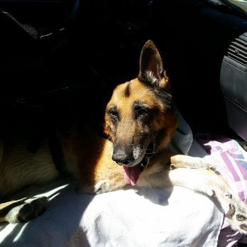 Pasadena Humane - Dux in my truck as we were leaving the PHS event. The volunteers lifted him and loaded his wagon for me too. - Animal Shelters Near Me - Pasadena, California