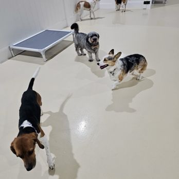 Dog Den - Pet Boarding Near Me - Anaheim, California