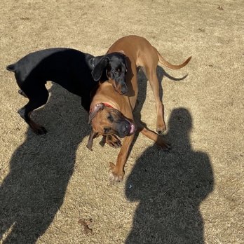 Freedom Dog Park - Dog Parks Near Me - Trophy Club, Texas