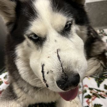 MedVet Mountain View - Veterinarians Near Me - Mountain View, California