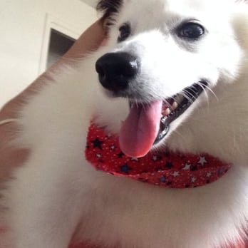 Doggie Styles - After grooming - Pet Groomers Near Me - Bloomington, Indiana