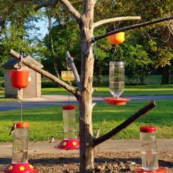 Land Between the Lakes - Humming birds