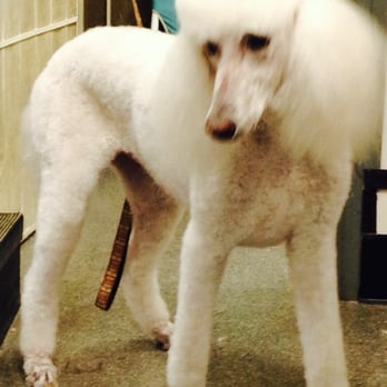 Canine Image - Pretty Girl - Pet Groomers Near Me - San Diego, California Canine Image - Pretty Girl - Pet Groomers Near Me - San Diego, California