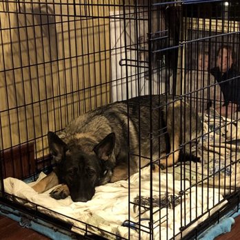 All About Animals Rescue - Veterinarians Near Me - Warren, Michigan