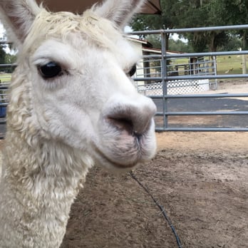Sweet Blossom Alpaca Farm - Selfie - Attraction Farms Near Me - Millen, Georgia