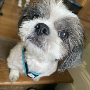 Posh Pets Rescue - My foster Jack abandoned at the groomer - adopted! - Animal Shelters Near Me - Long Beach, New York Posh Pets Rescue - My foster Jack abandoned at the groomer - adopted! - Animal Shelters Near Me - Long Beach, New York