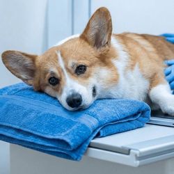 Red Bud Veterinary Service - Digital radiology provides fast, detailed images to quickly identify injuries and internal concerns.