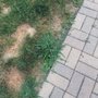 Photo of Bailey's Landscape Maintenance