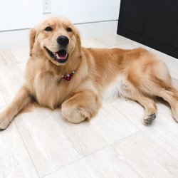 OC Mobile Pet Salon - Amazing groom by Maria.