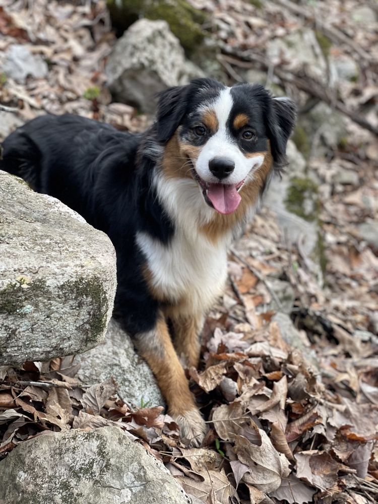 FIRST MATE K9 ACADEMY near you at Guntersville, Alabama Pet Training