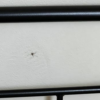 Estates at New Albany Apartments & Townhomes - Bugs on the walls that someone smashed and left there before we moved in. - Apartments Near Me - New Albany, Ohio Estates at New Albany Apartments & Townhomes - Bugs on the walls that someone smashed and left there before we moved in. - Apartments Near Me - New Albany, Ohio