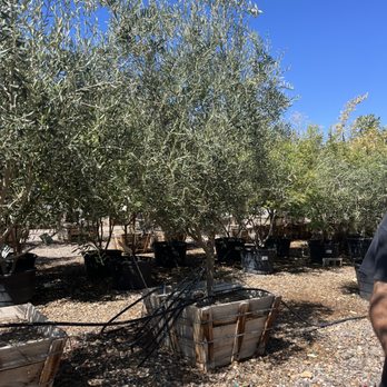 Whitfill Nursery - We got a pair of beautiful trees Thank you Paul, - Nurseries & Gardening Near Me - Phoenix, Arizona