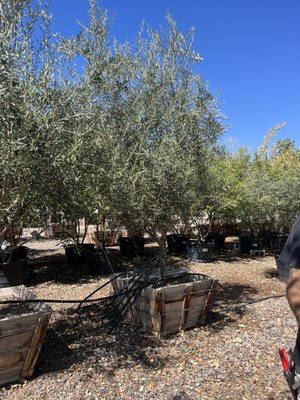 Whitfill Nursery by null