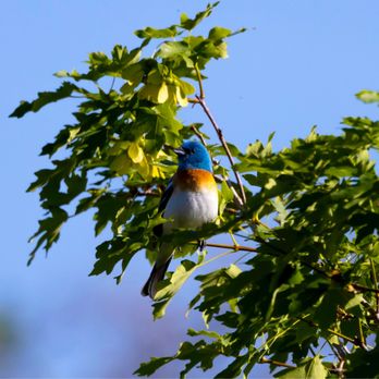 Wilderness Park - Lazuli Bunting May 2023 - finally finding them for the first time - I saw 17!! - Parks Near Me - Kaysville, Utah Wilderness Park - Lazuli Bunting May 2023 - finally finding them for the first time - I saw 17!! - Parks Near Me - Kaysville, Utah