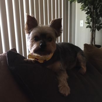 Dog's Delight - Great job! Thank you - Pet Groomers Near Me - Folsom, California