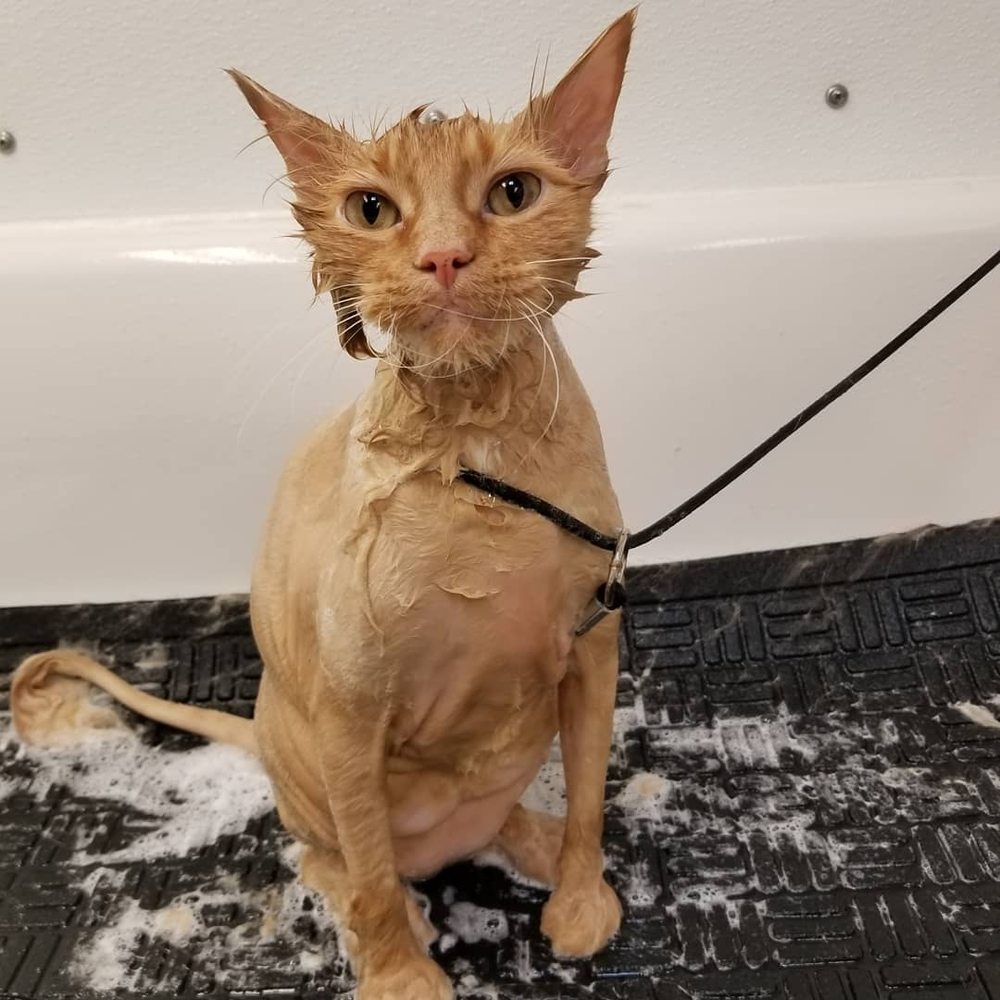 TANGLED TAILS MOBILE PET GROOMING with photos Updated August 2024