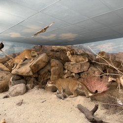 Pioneers' Park Museum - Stuffed animals