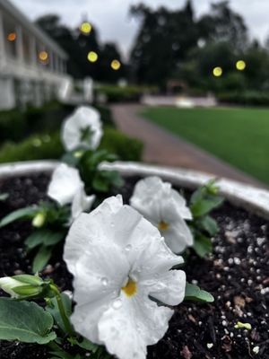 Silverado Resort by null