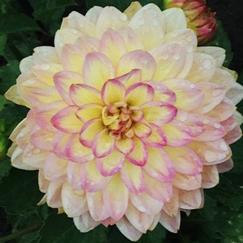 Swan Island Dahlias - Love the colors - Nurseries & Gardening Near Me - Canby, Oregon